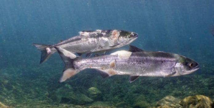 USA: Salmon almost 