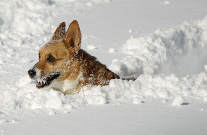 Ten-year-old in Russia survived a blizzard at -11 hugging a stray dog ​​(video)