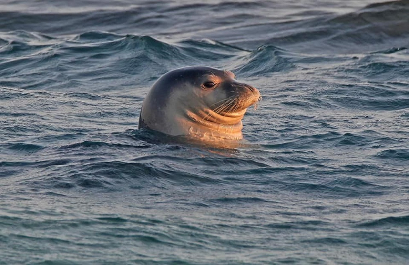 A large volume of nets, ropes and hooks was removed from a seal cave of the Mediterranean seal