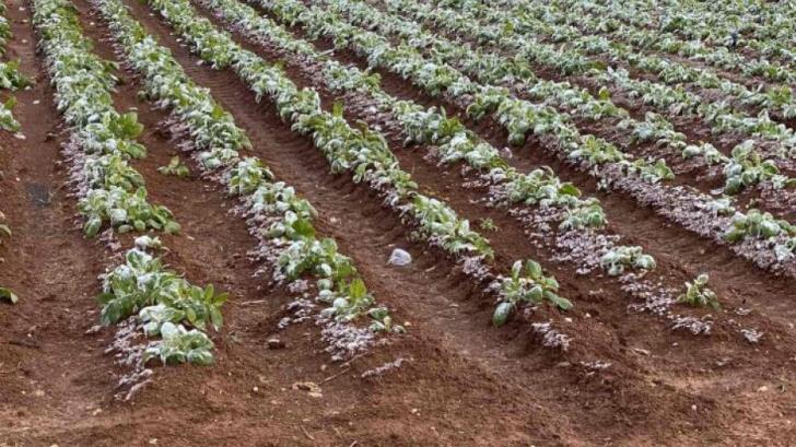 Damage to frost crops