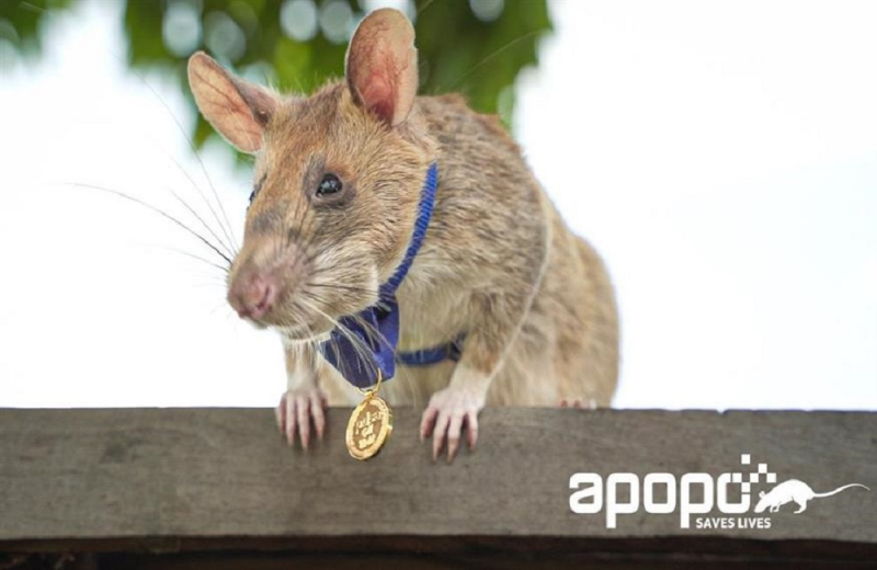 Heroic rat Maghawa dies after clearing landmines in Cambodia