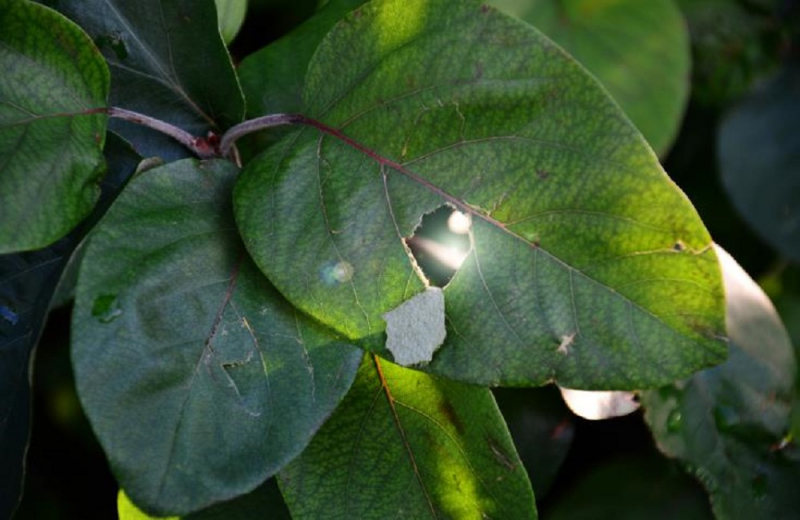 Up to 4/2 the statements of frost damage to potatoes, artichokes and vegetables in Larnaca