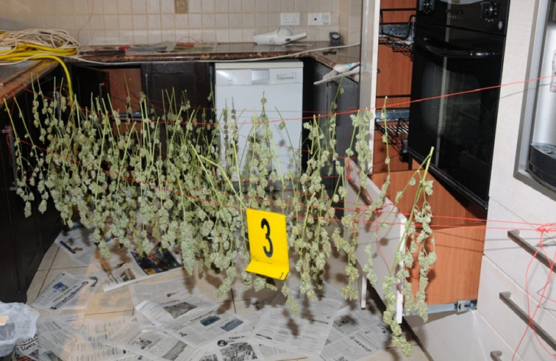 A 45-year-old man was sentenced to 9 years in prison for maintaining a cannabis nursery in his home