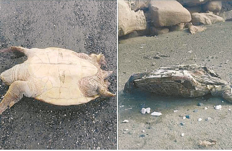 Dead turtles on the beaches of Larnaca province