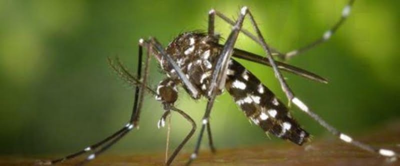 ΨεκασμοΙ για κουνούπια στη Λεμεσò