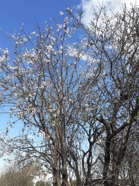 Άνθισαν οι πρoτε ς αμυγδαλιeς 