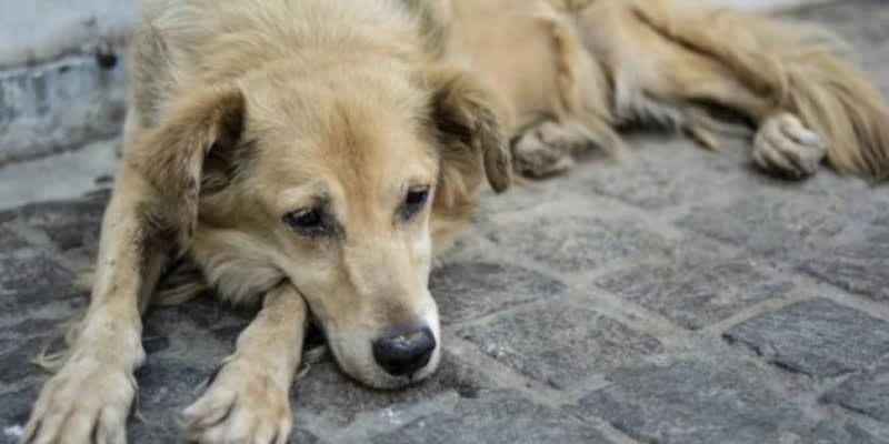 Διαδorλωση τη&nu ; Κυριακor για τον θανατο σκyλου στ ο χωριo Καντοy