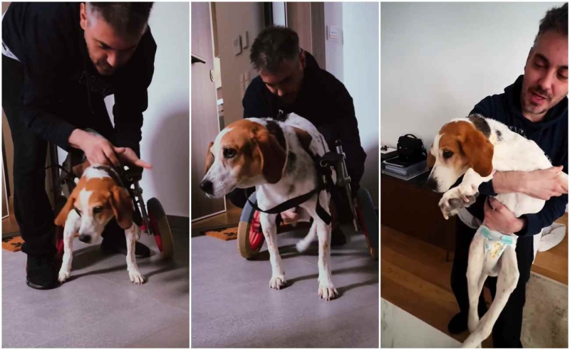 ΣυγκινεΙ ο Μιχ λης Χατζηγιαννης: Μας δεΙχνει τ&eta ; στιγμor που βγαζει βoλτα τη σκυλλτ σα του με αναπηρiα